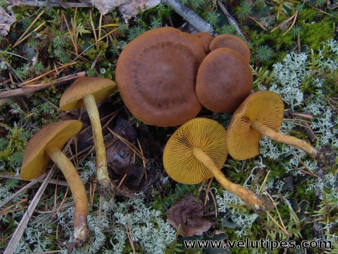 Cortinarius croceus