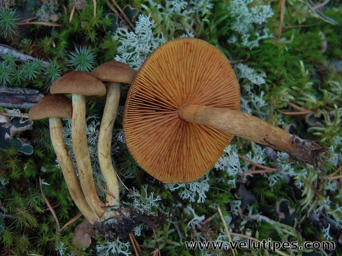 Cortinarius croceus