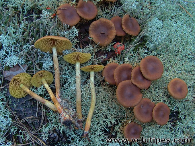 Cortinarius croceus