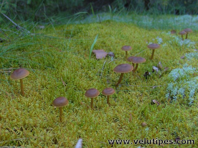 Cortinarius croceus