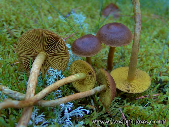 Cortinarius croceus