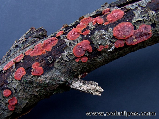 Cytidia salicina
