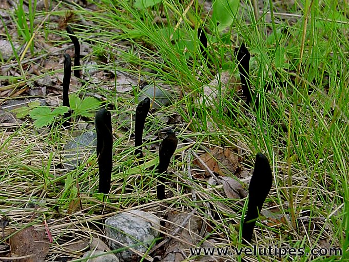 Geoglossum sp.