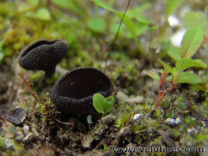 Helvella corium