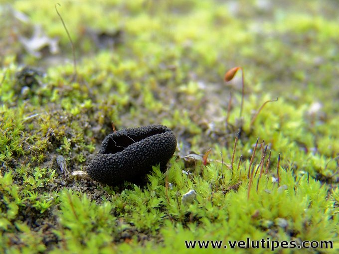 Helvella corium