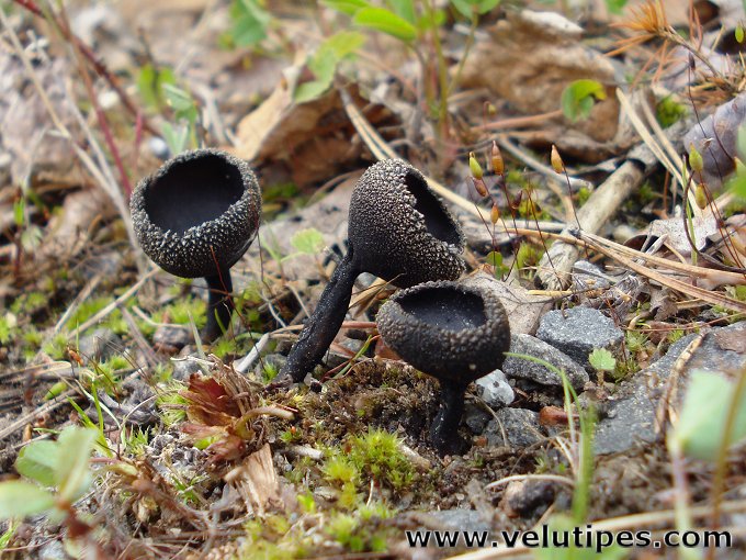 Helvella corium