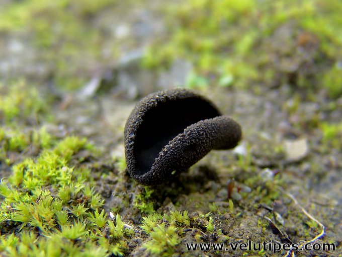 Helvella corium