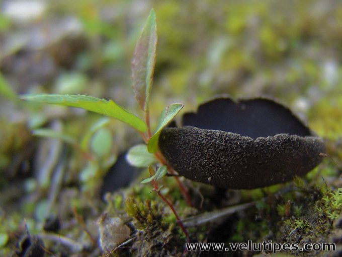 Helvella corium
