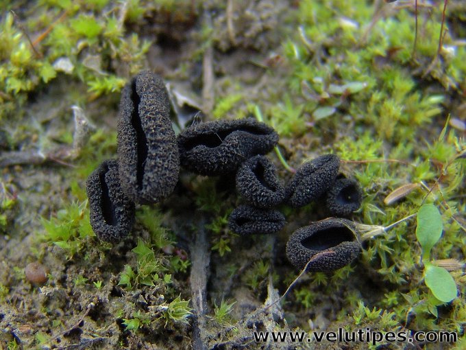 Helvella corium