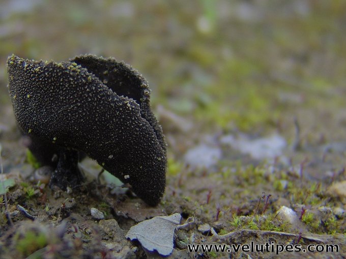 Helvella corium