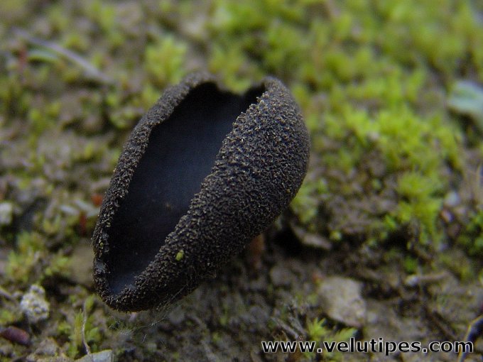 Helvella corium
