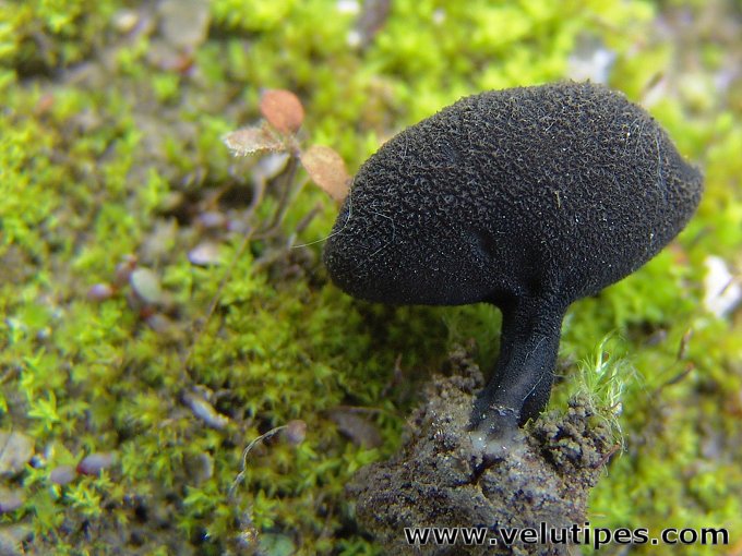 Helvella corium
