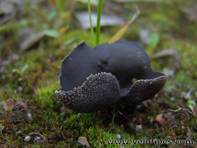Helvella corium