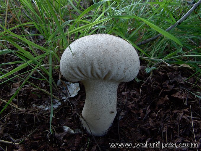 Lycoperdon excipuliforme