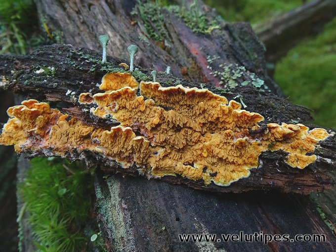 Pseudomerulius aureus