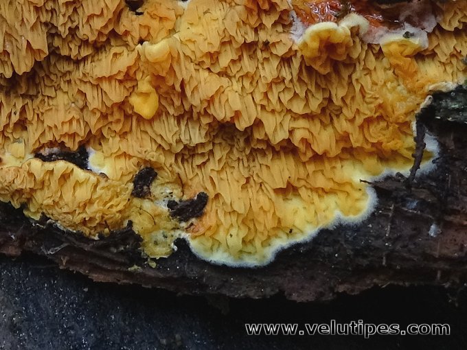 Pseudomerulius aureus