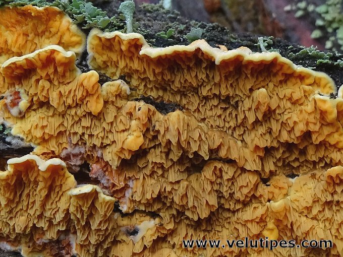 Pseudomerulius aureus