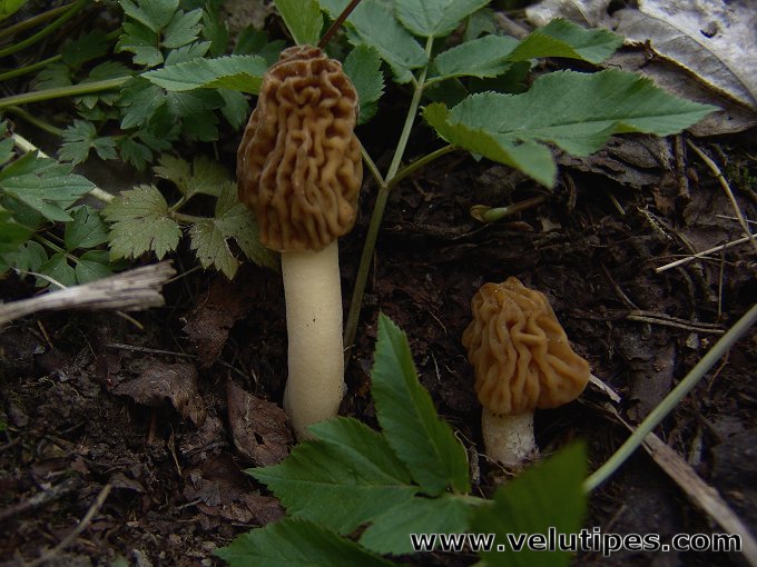 Ptychoverpa bohemica