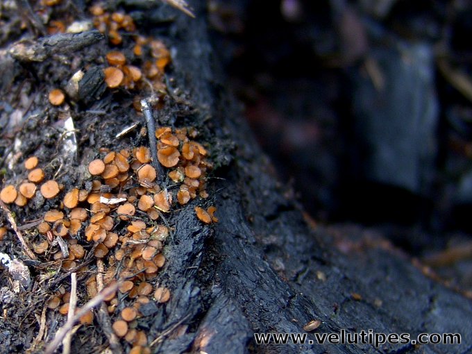 Anthracobia macrocystis