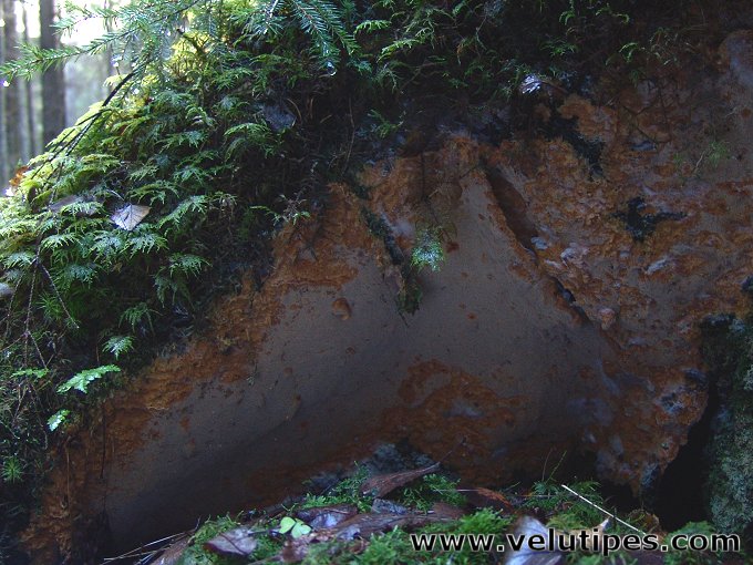 Asterodon ferruginosus