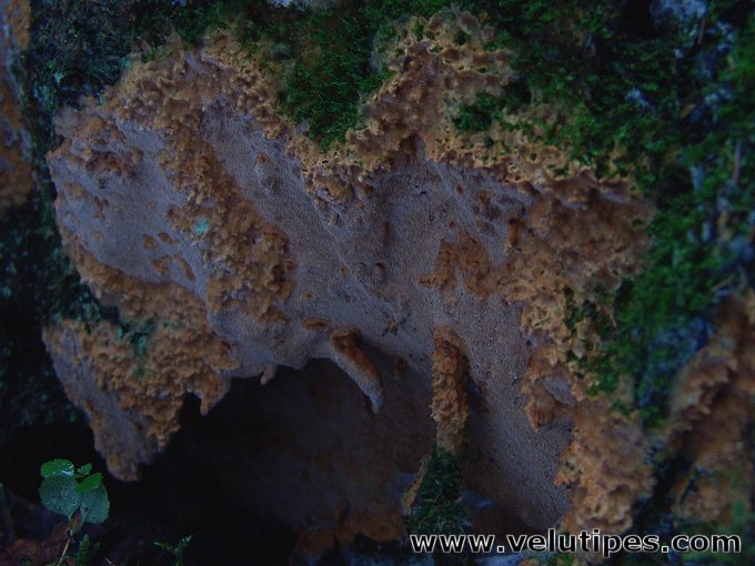 Asterodon ferruginosus