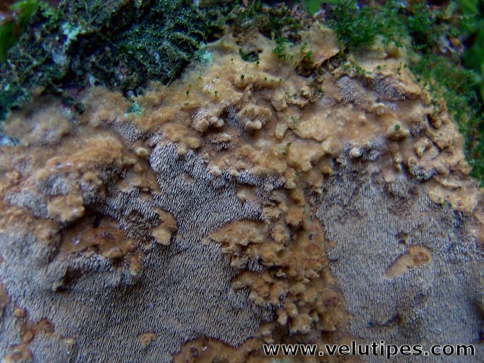 Asterodon ferruginosus