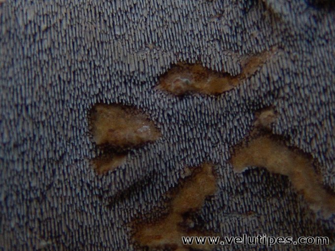 Asterodon ferruginosus