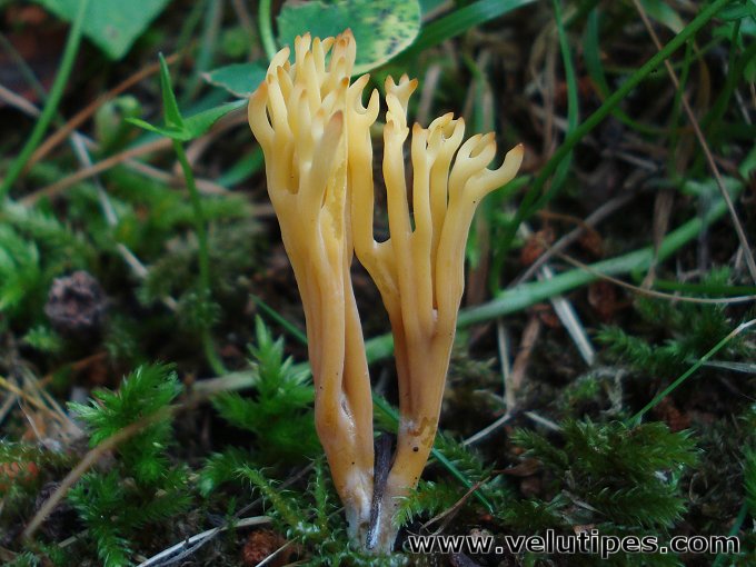 Clavulinopsis corniculata