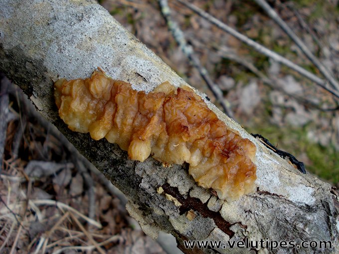 Exidia cartilaginea