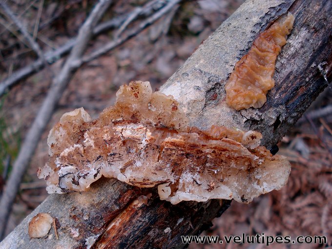 Exidia cartilaginea