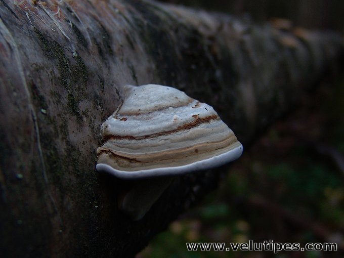 Fomes fomentarius