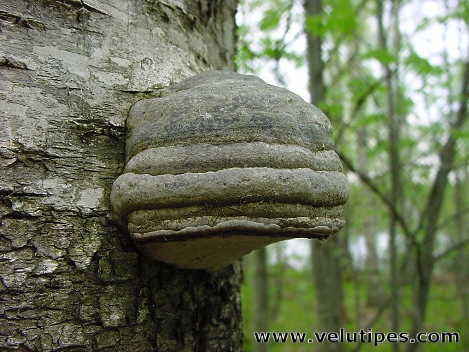 Fomes fomentarius