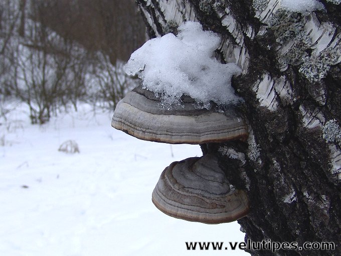 Fomes fomentarius