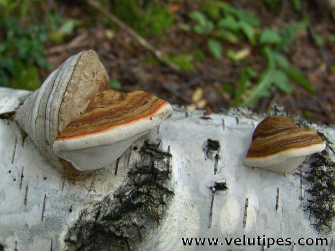 Fomes fomentarius