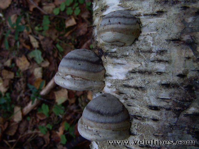 Fomes fomentarius