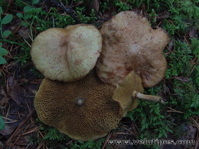 Suillus flavidus