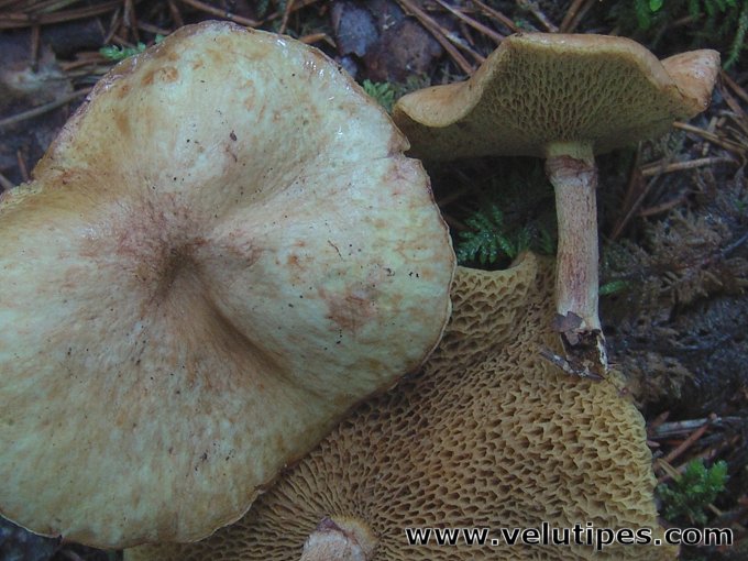 Suillus flavidus