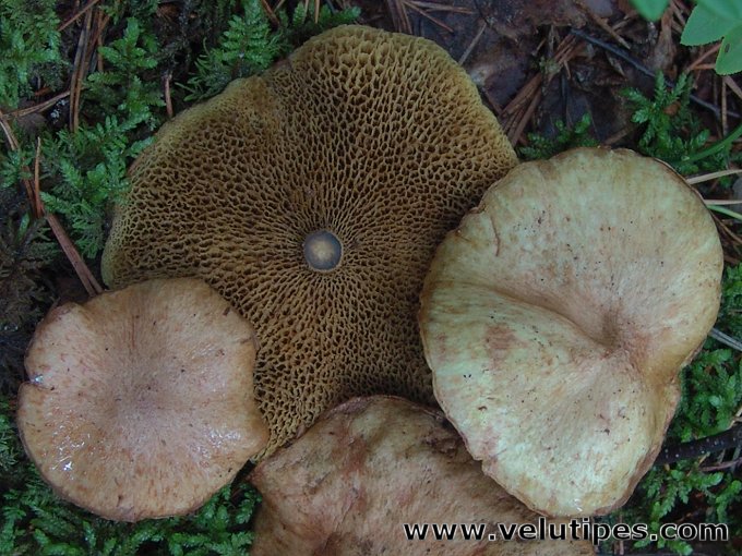Suillus flavidus