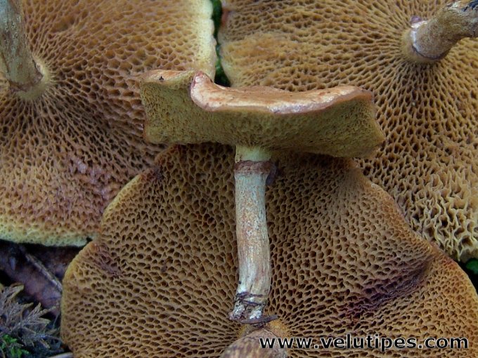 Suillus flavidus