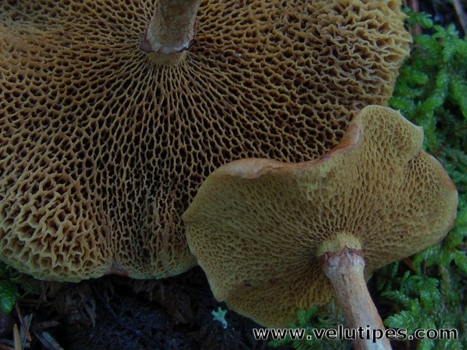 Suillus flavidus