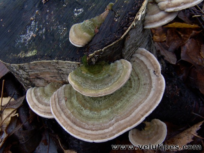 Trametes betulina