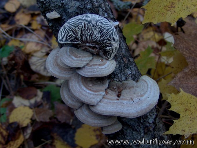 Trametes betulina