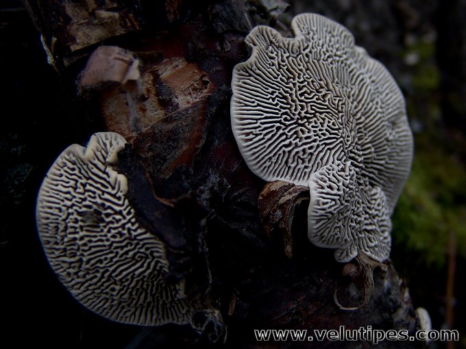 Trametes betulina