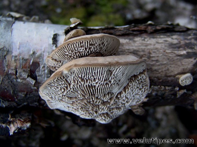 Trametes betulina