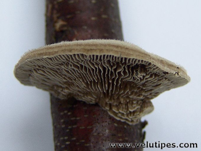 Trametes betulina