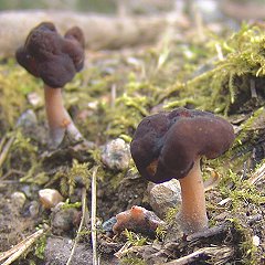 Kaitakorvasieni