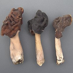 Kaitakorvasieni