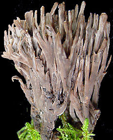  Thelephora palmata 